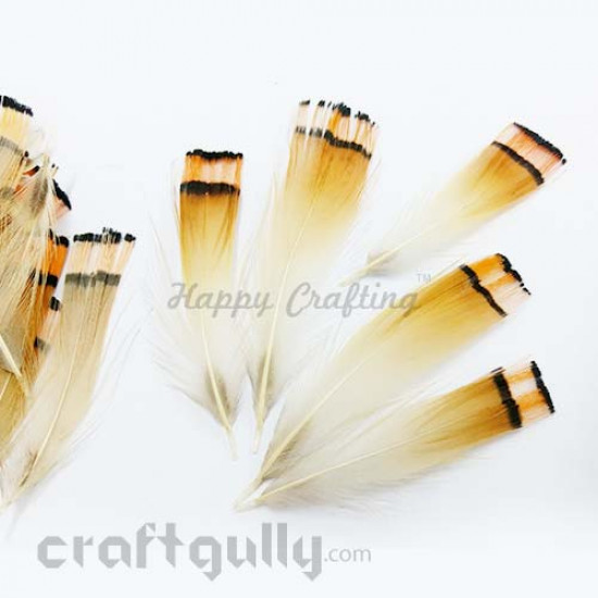 Feathers #8 - Orange Flat Edged - Pack of 6